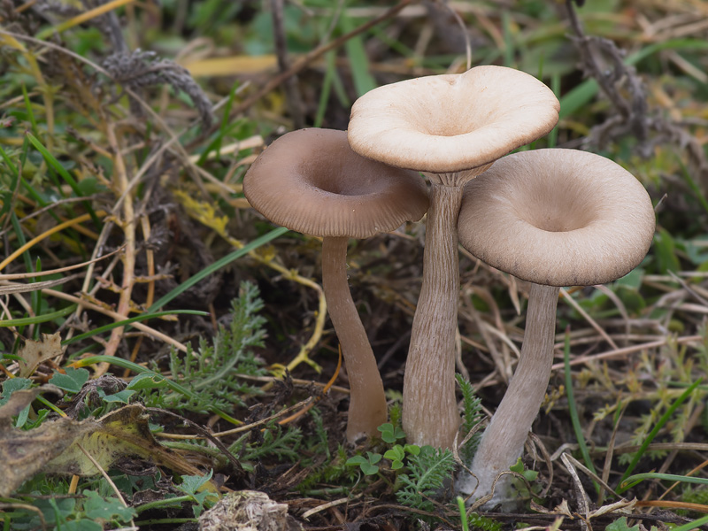 Pseudoclitocybe expallens